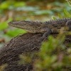 Krokodyl bahenni - Crocodylus palustris - Mugger Swamp Crocodile o9340